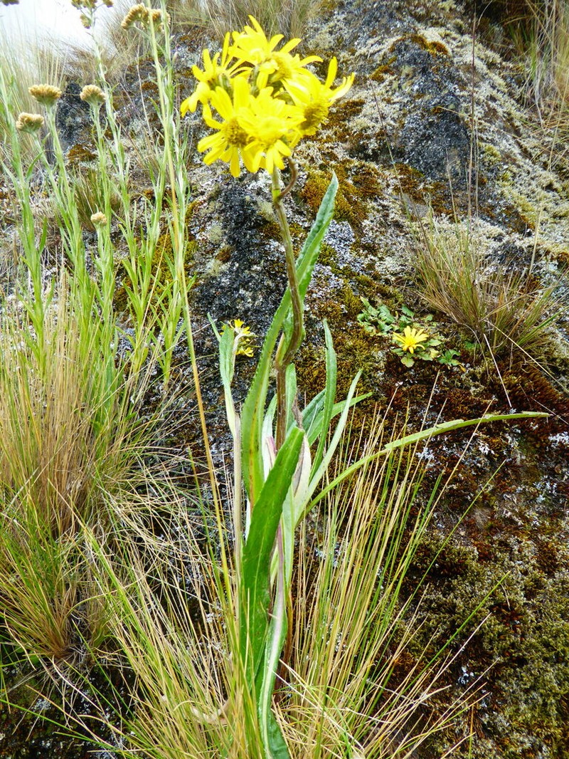 Senecio soukupii