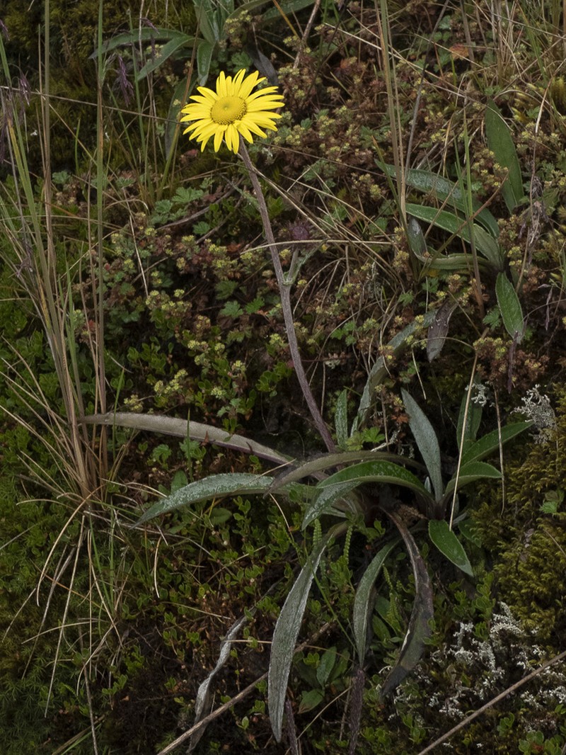 Senecio soukupii photo 2