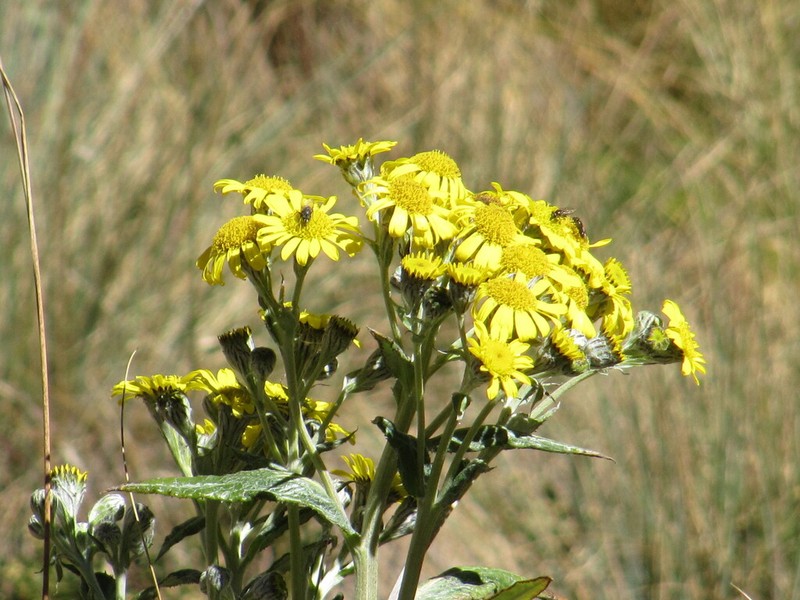 Senecio soukupii photo 3