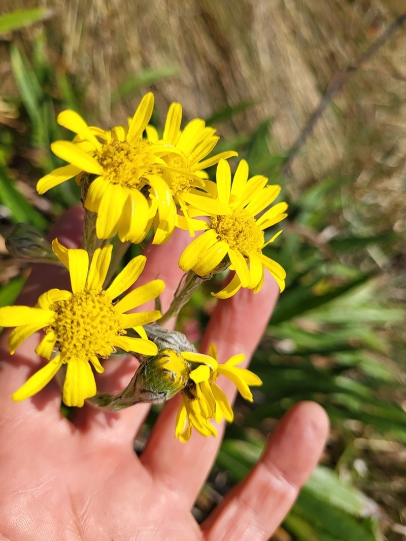 Senecio soukupii photo 4