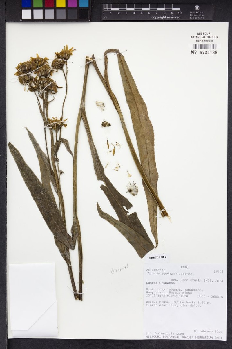Senecio soukupii photo 6