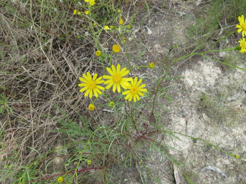 Senecio spanomerus photo 2
