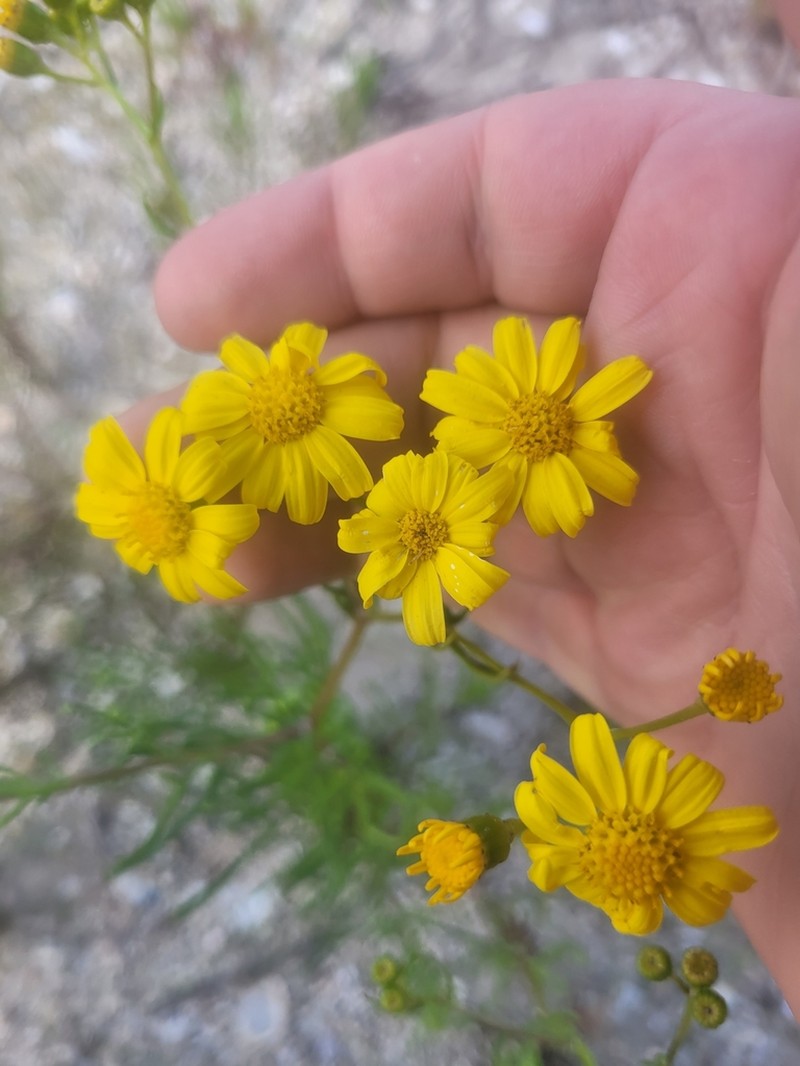 Senecio spanomerus photo 3
