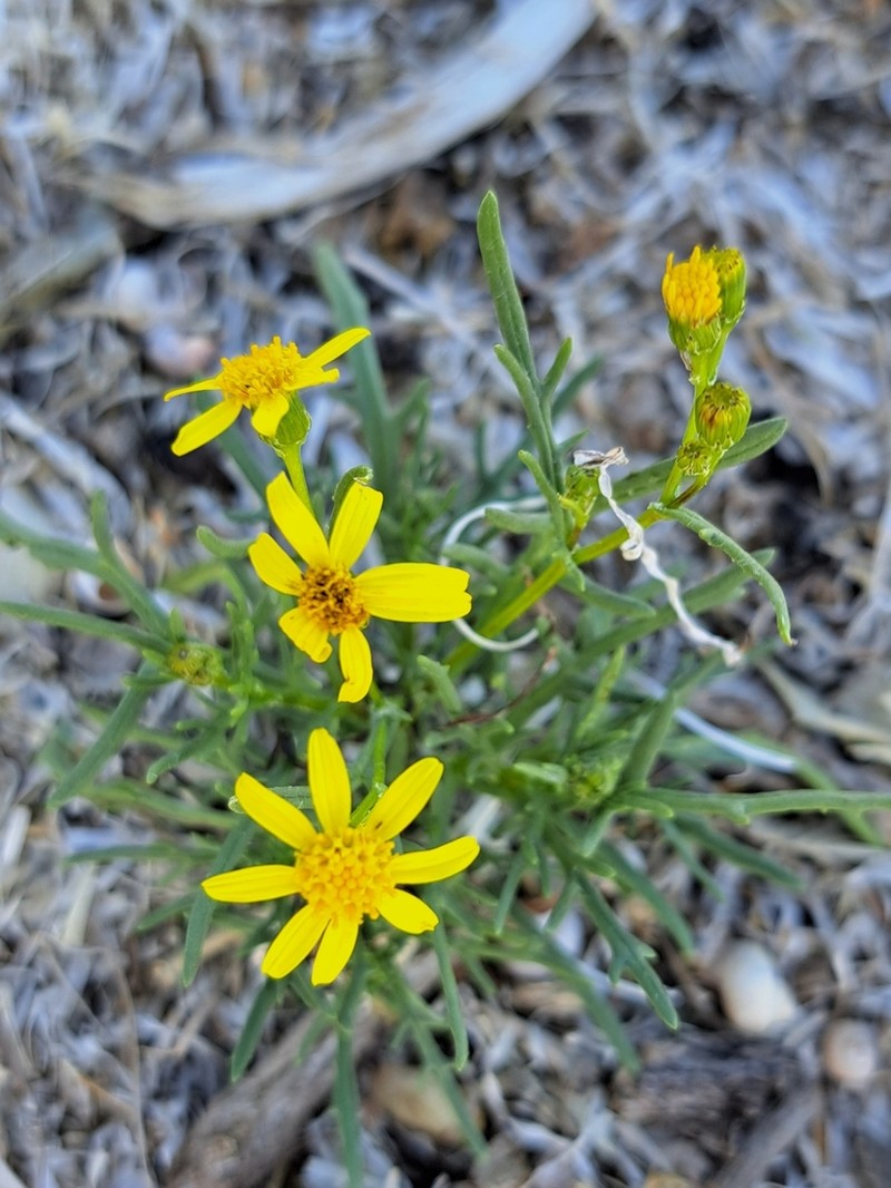 Senecio spanomerus photo 4