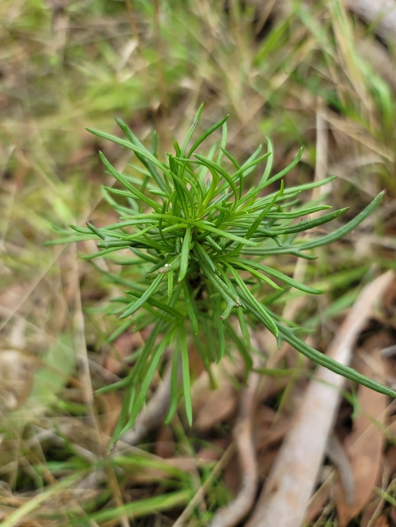 Senecio spanomerus photo 5