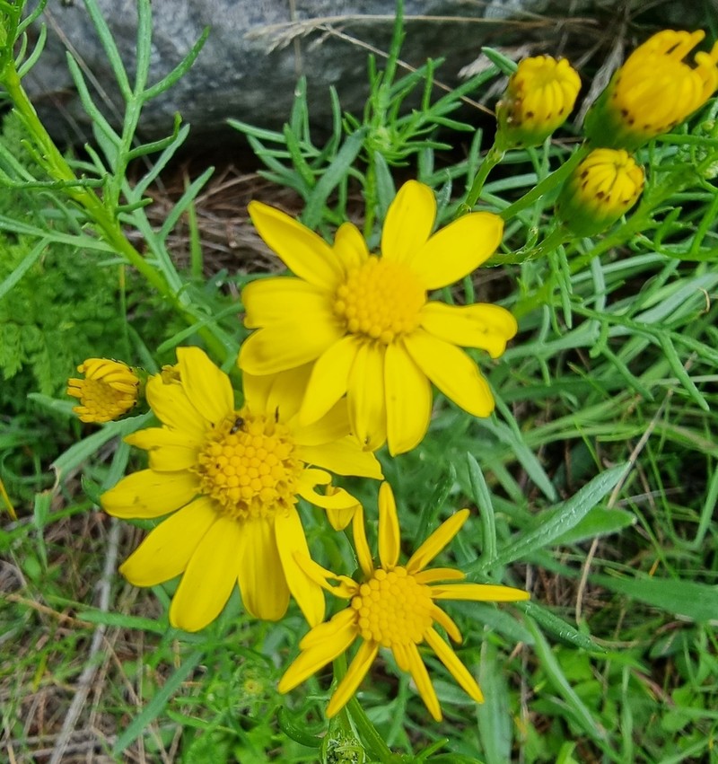 Senecio spanomerus photo 6