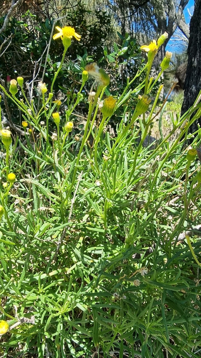 Senecio spanomerus photo 7