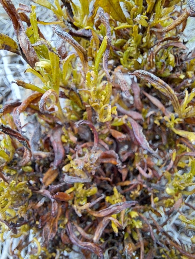 Senecio spanomerus photo 8