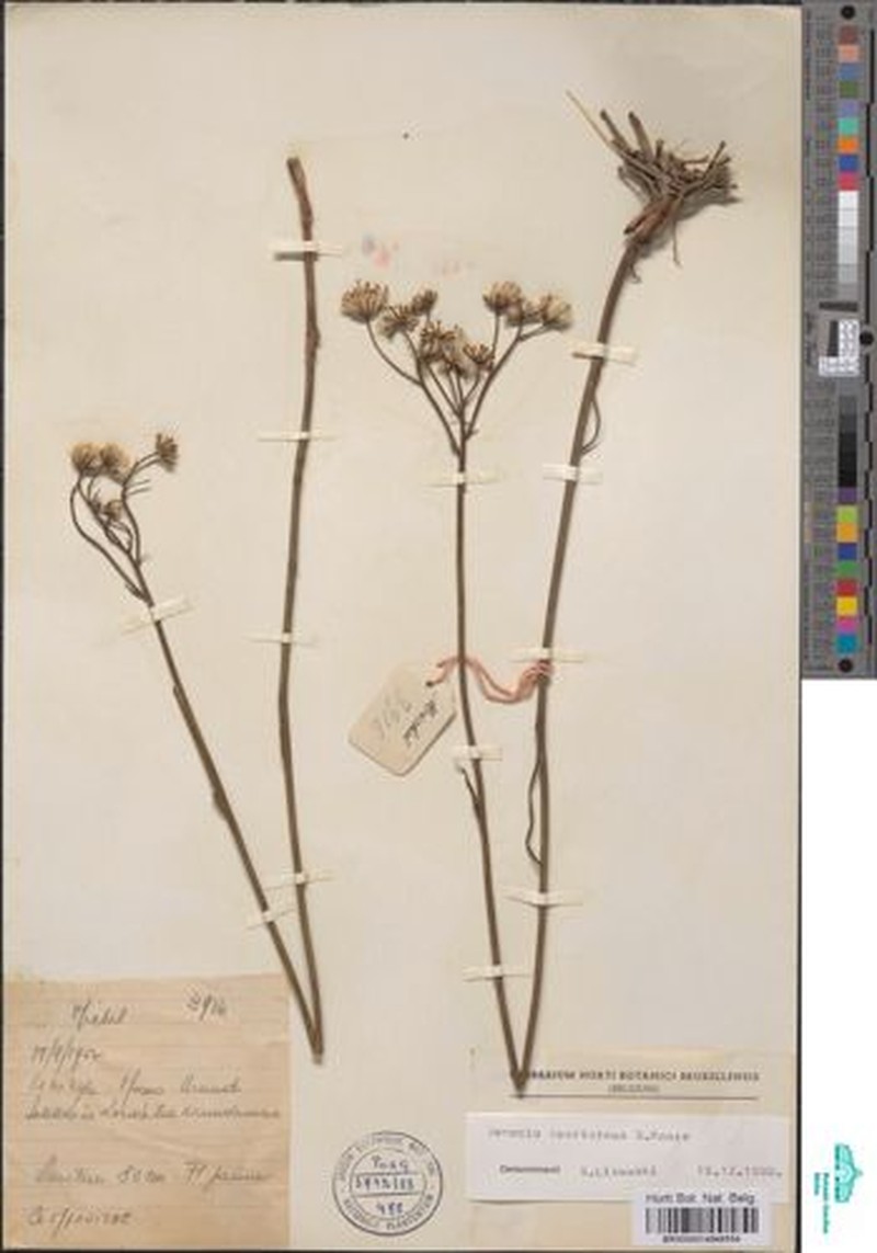 Senecio spartareus