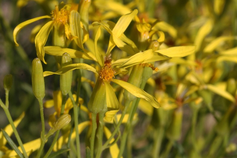 Broom-Like Ragwort photo 2