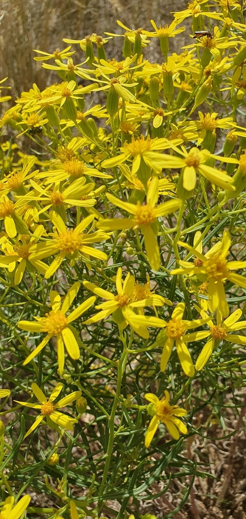 Broom-Like Ragwort photo 4