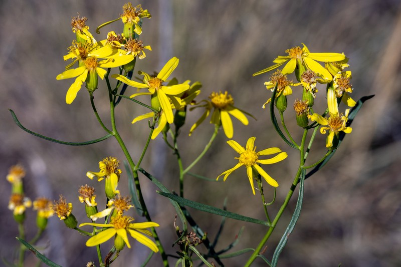 Broom-Like Ragwort photo 5