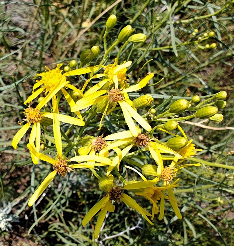Broom-Like Ragwort photo 6
