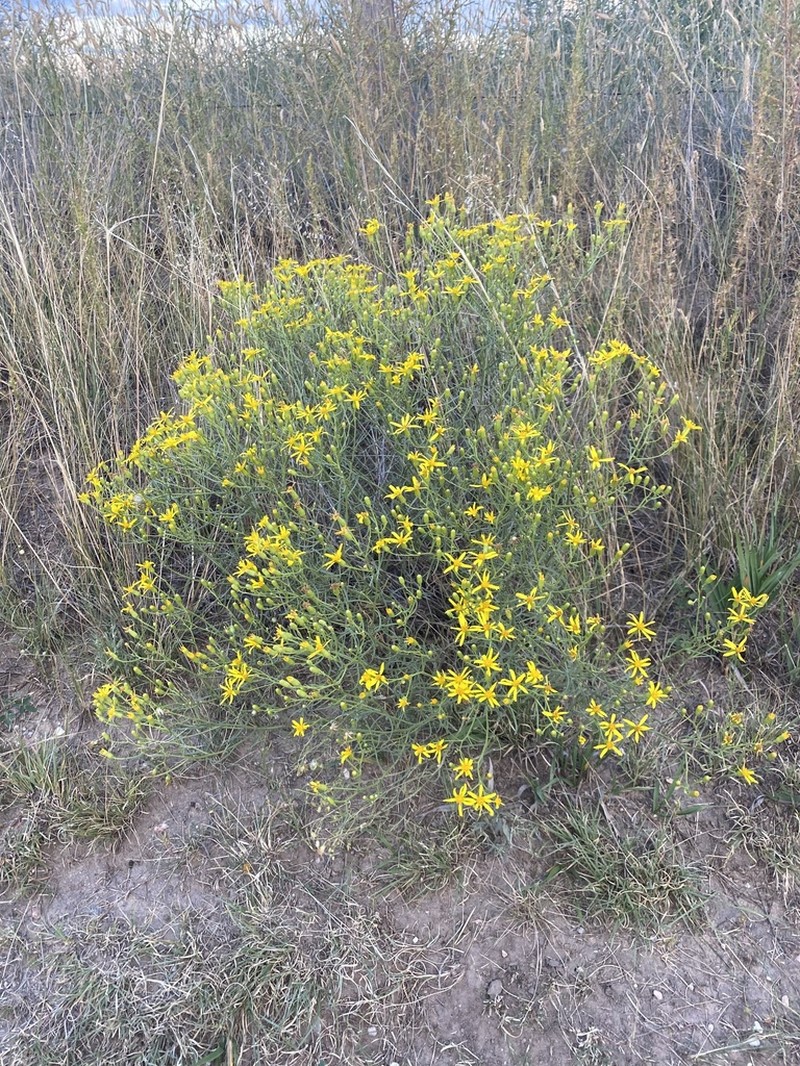 Broom-Like Ragwort photo 7