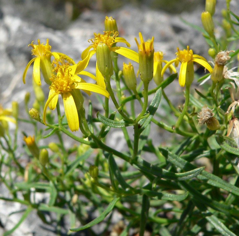 Broom-Like Ragwort