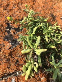 Senecio spathulatus