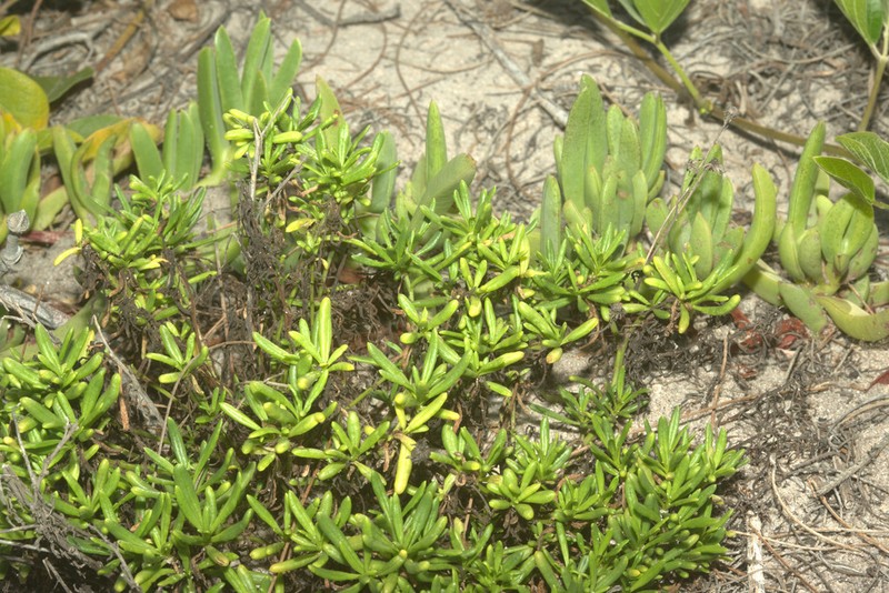 Senecio spathulatus photo 3