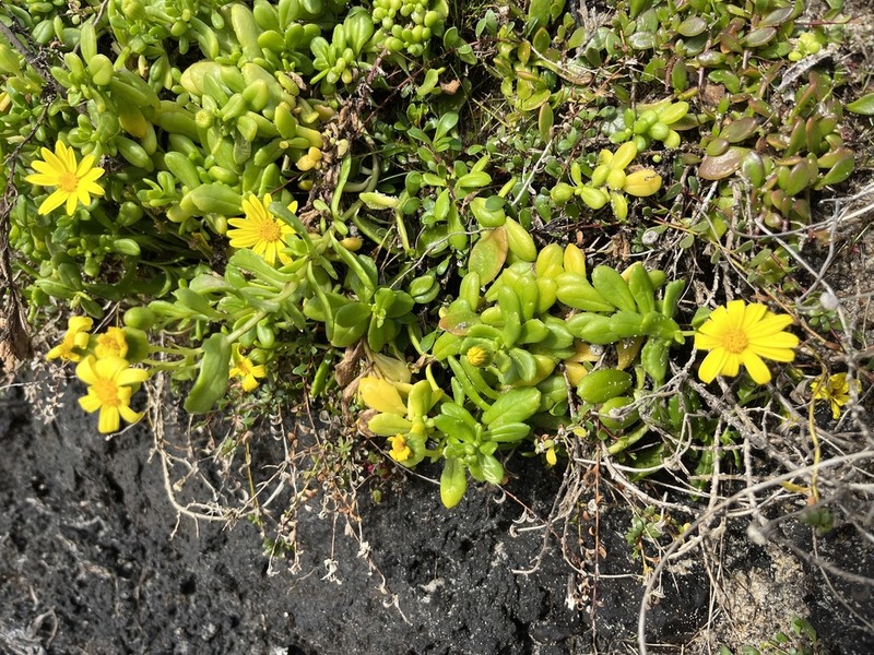 Senecio spathulatus photo 4