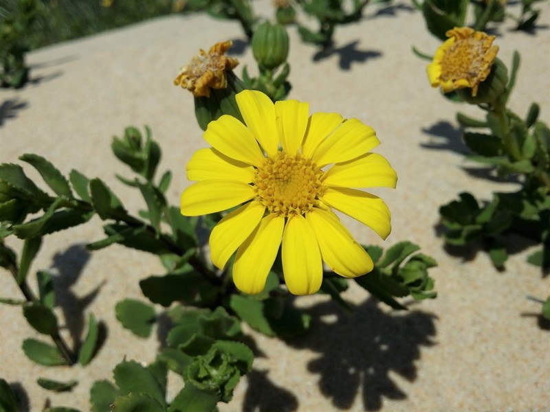 Senecio spathulatus photo 5