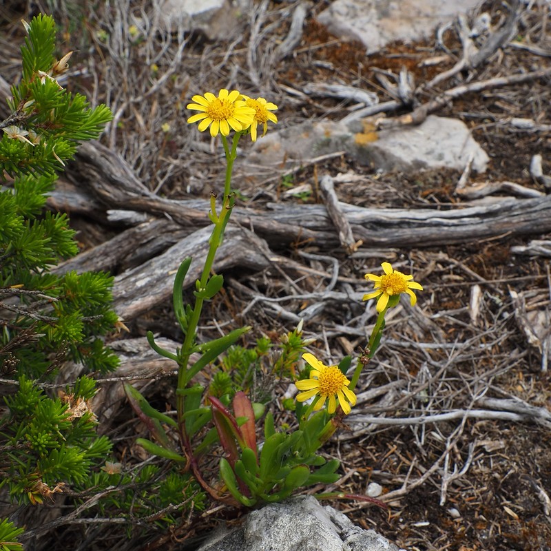 Senecio spathulatus photo 8