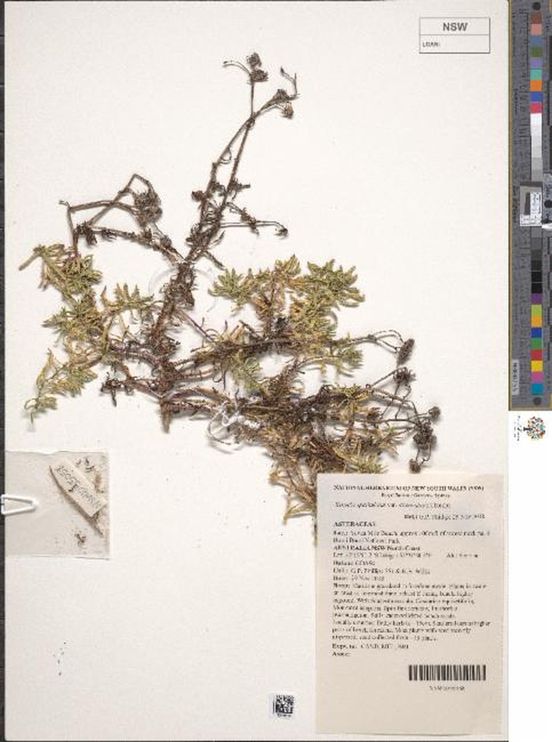 Senecio spathulatus var. attenuatus
