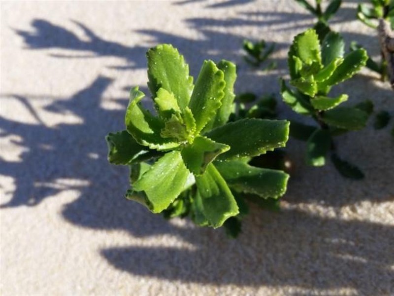 Senecio spathulatus var. latifructus