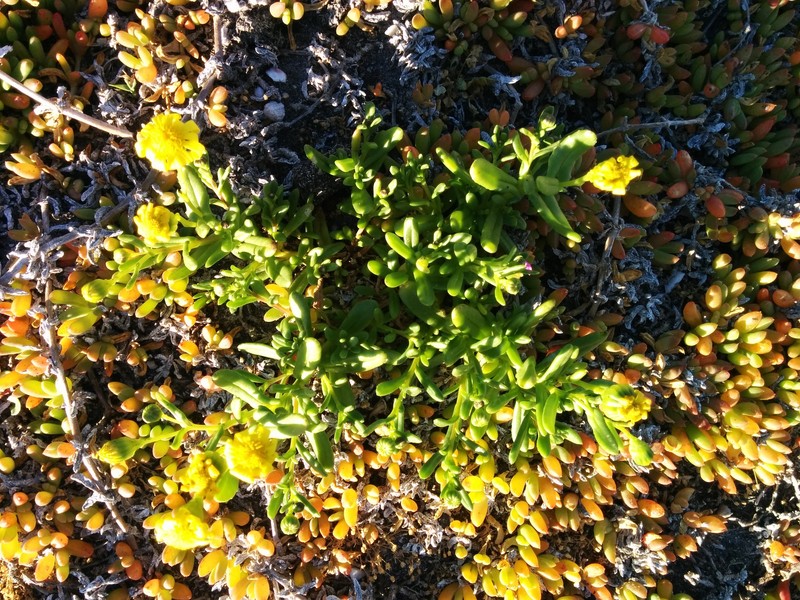 Senecio spathulatus var. spathulatus