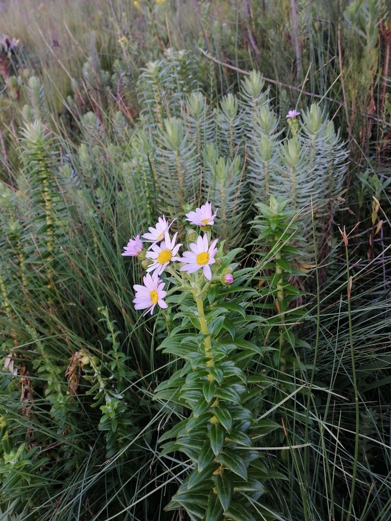 Senecio speciosissimus