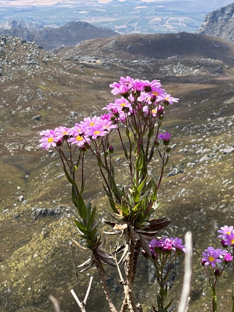 Senecio speciosissimus photo 3