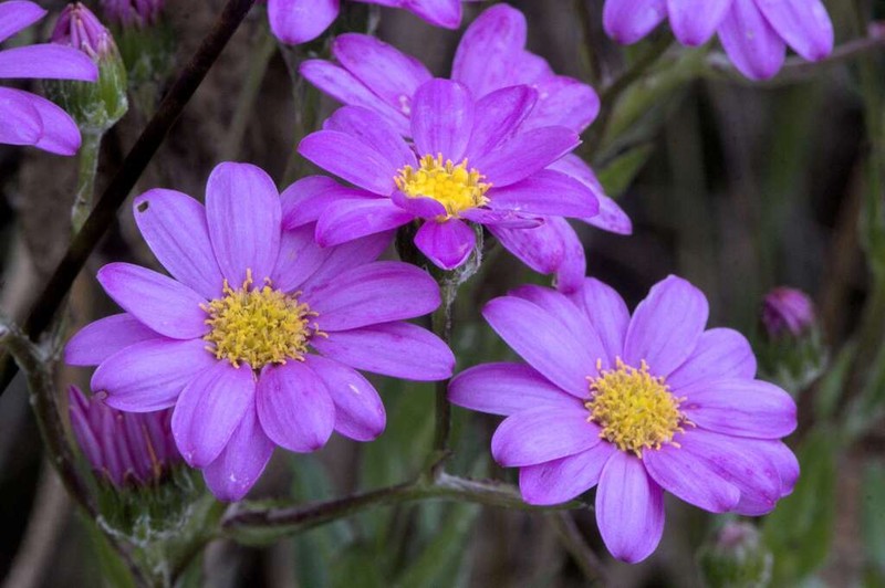 Senecio speciosissimus photo 4
