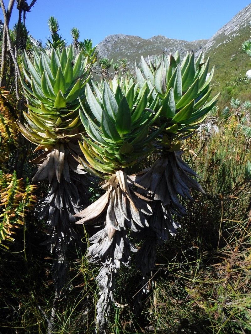 Senecio speciosissimus photo 5