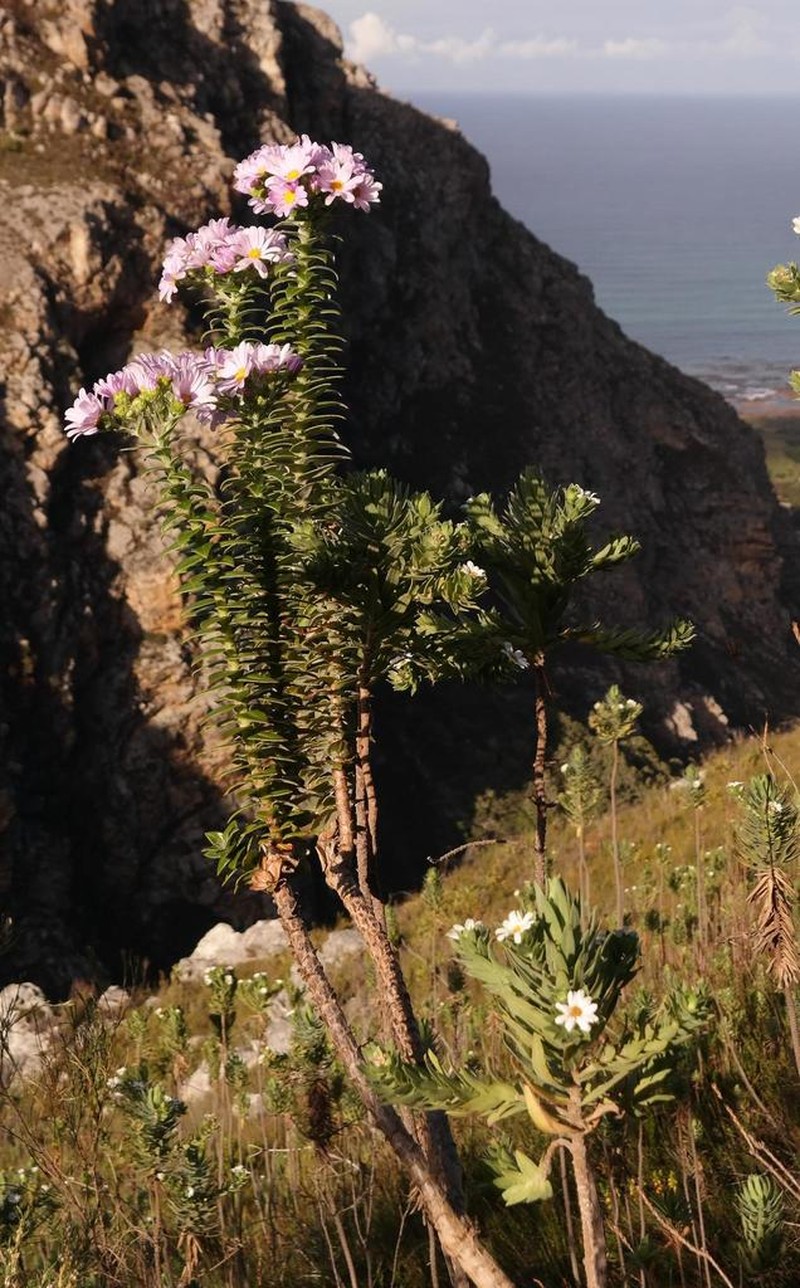Senecio speciosissimus photo 6