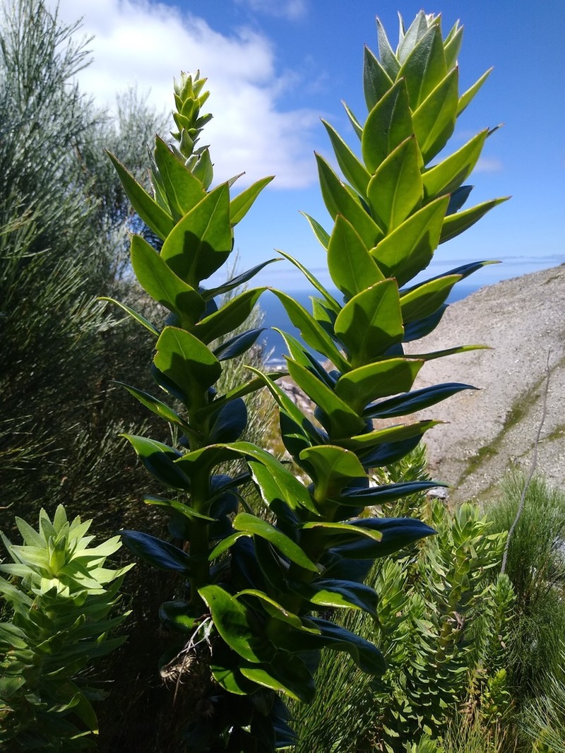 Senecio speciosissimus photo 8