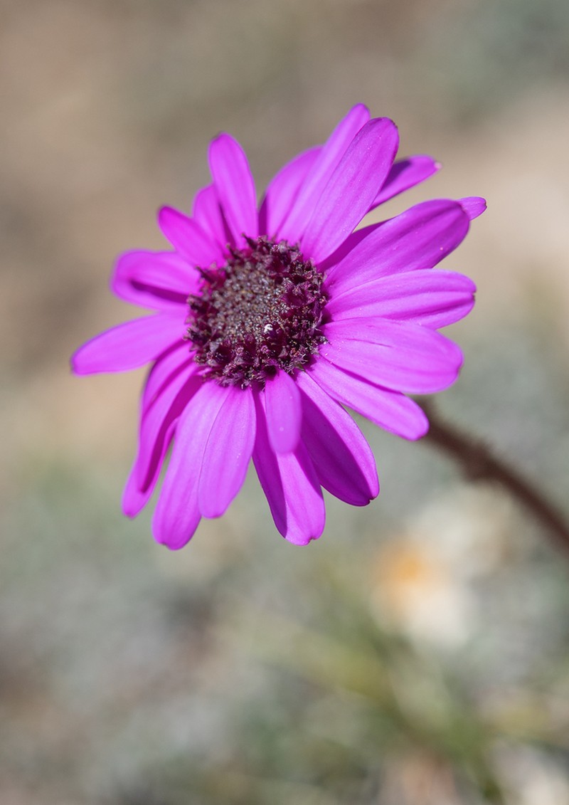 Senecio speciosus