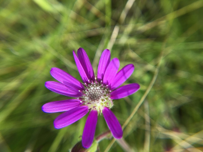Senecio speciosus photo 2