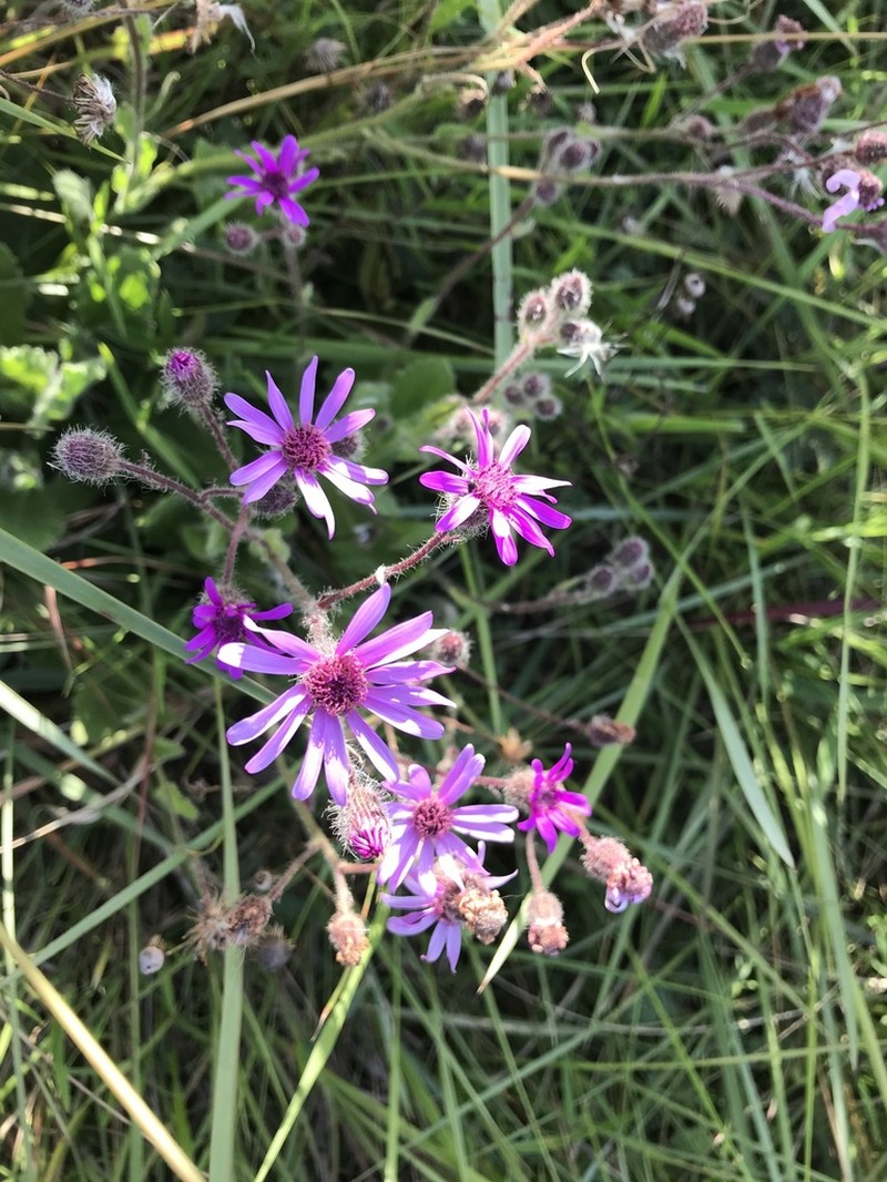 Senecio speciosus photo 3