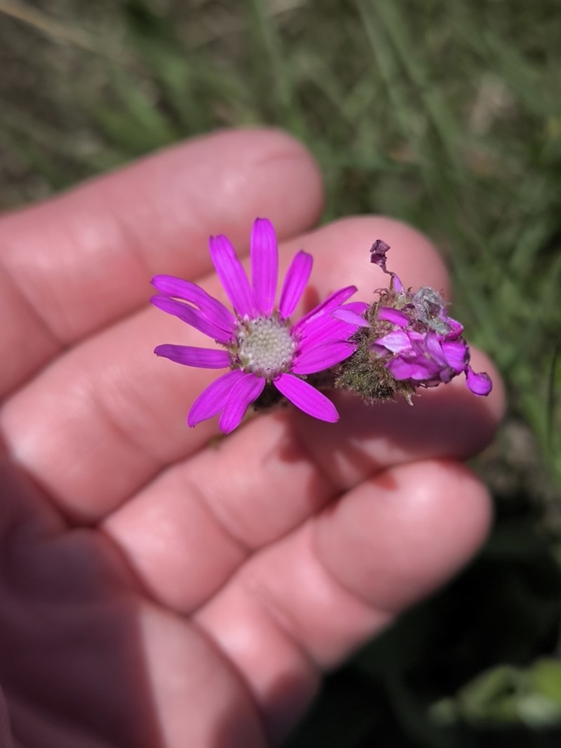 Senecio speciosus photo 6