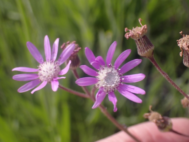 Senecio speciosus photo 7