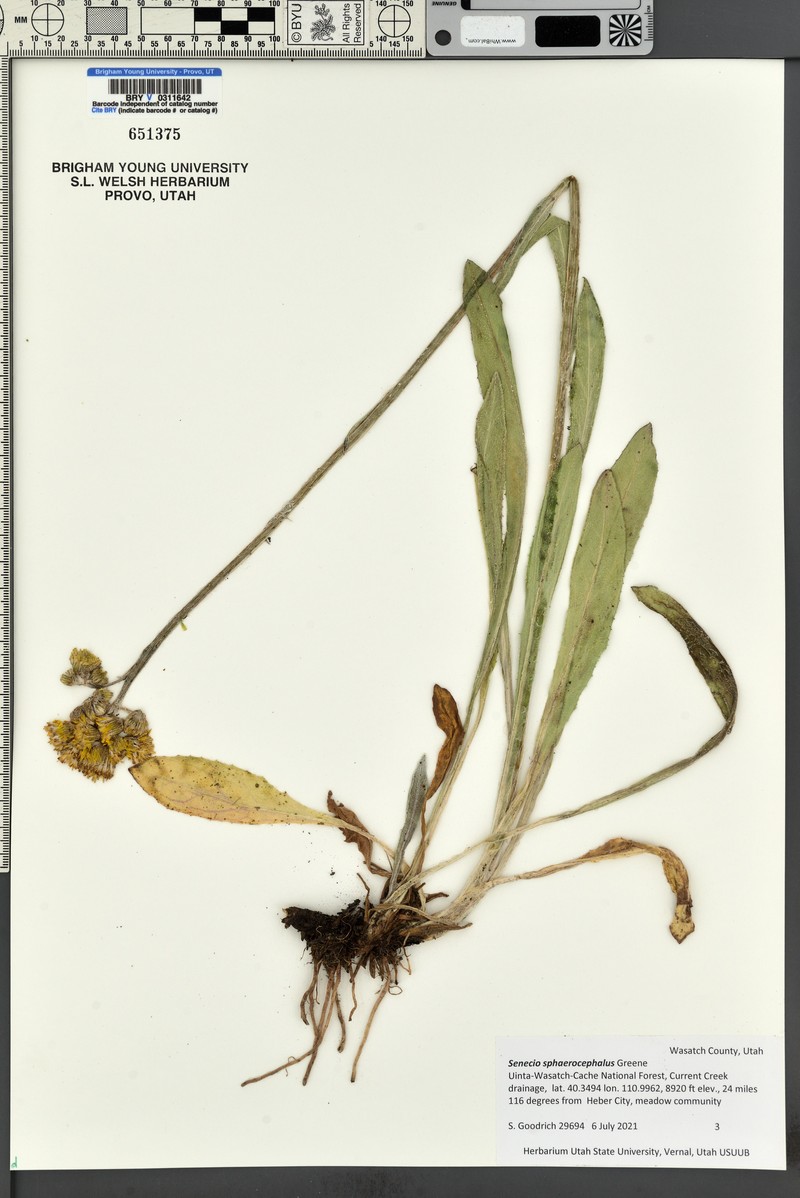 Ballhead Ragwort