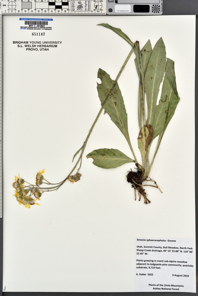 Ballhead Ragwort photo 2