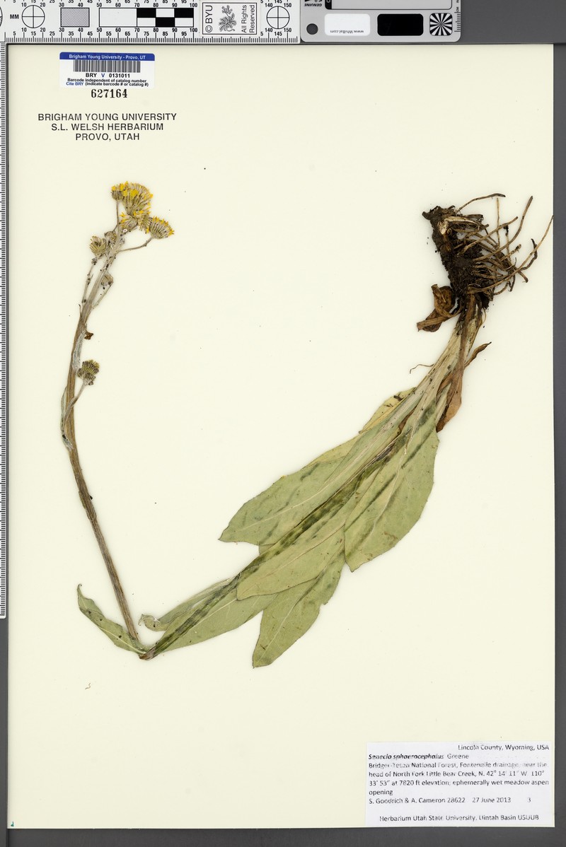 Ballhead Ragwort photo 3