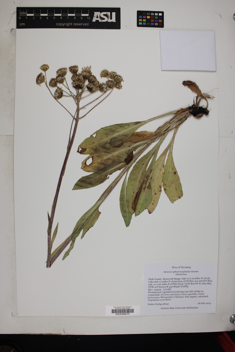 Ballhead Ragwort photo 4