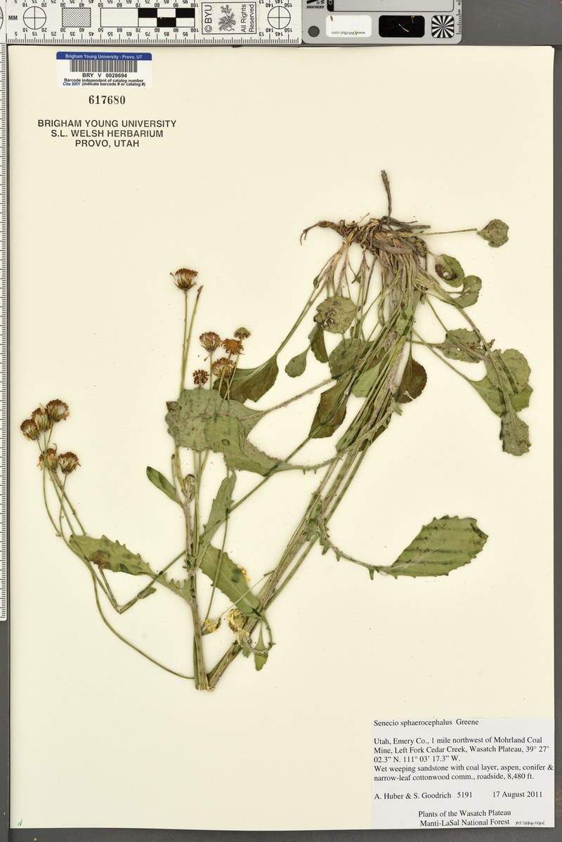 Ballhead Ragwort photo 6