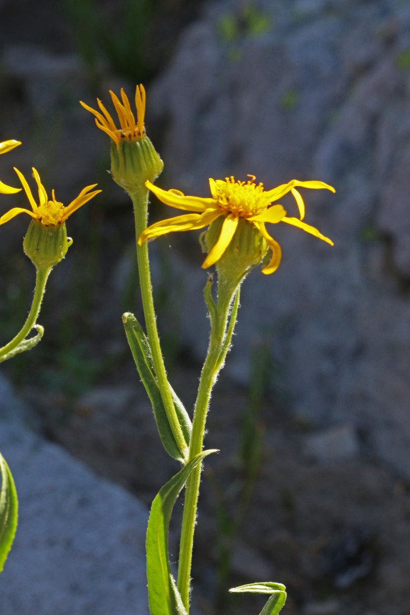 Ballhead Ragwort