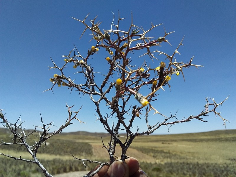 Senecio spinosus photo 2