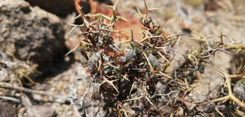 Senecio spinosus photo 3