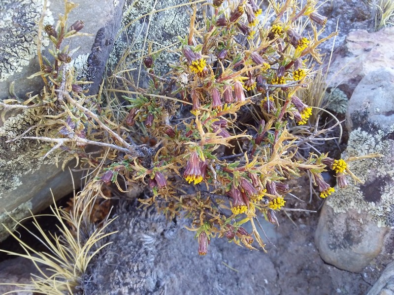 Senecio spinosus photo 4