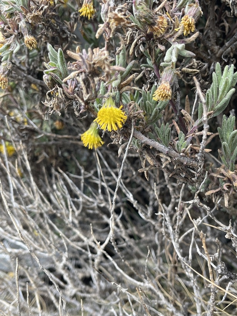 Senecio spinosus photo 5