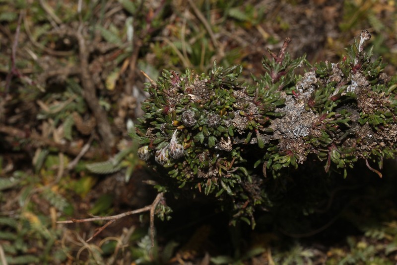 Senecio spinosus photo 6