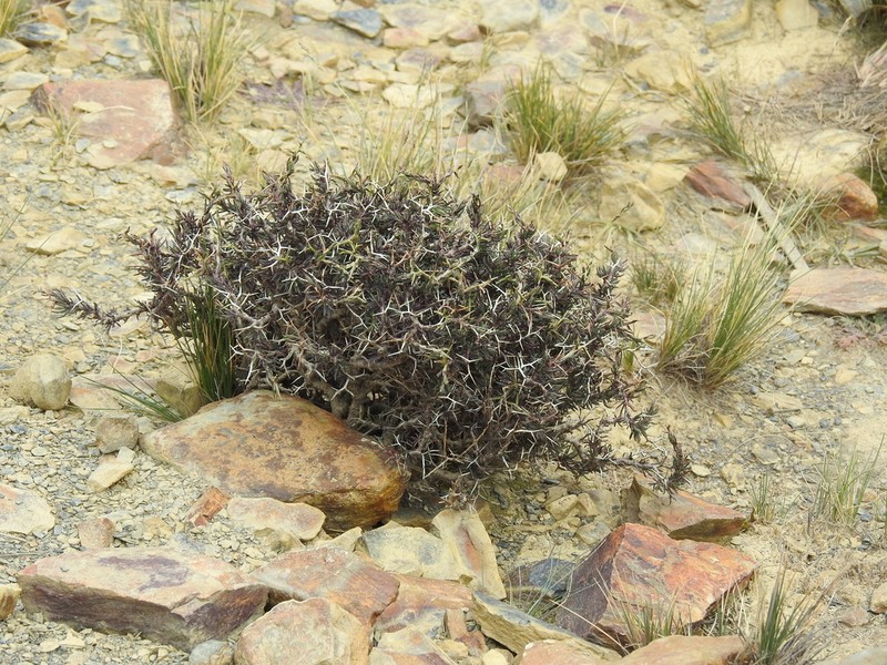 Senecio spinosus photo 7